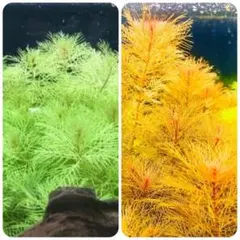 水草セット　ミリオ　水中葉　無農薬　無害虫のサムネイル