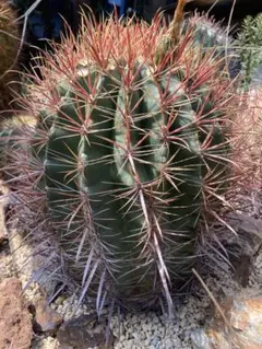 純黄刺 金冠竜 実生 鉢植えメルカリ便送料込み 2025年最新】金冠竜の人気アイテム - メルカリ