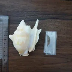 タ*☆様 ラブカの親戚の深海ザメ 頭の骨格(エドアブラザメ) - メルカリ