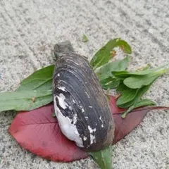 貝殻標本(沖縄の青い海の宝)ホソスジテツボラ蓋付 - メルカリ
