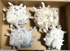 サザエ　貝殻　大　4個　10ｃｍ