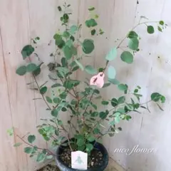 まん丸葉が可愛い❤️ ユーカリポポラス 大きめ 鉢植えN 苗 シンボル