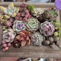 エケベリアセダム詰め合わせ　カット苗　多肉植物