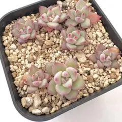 コロラータアテマハック×ホリコロ　実生苗セット　メルカリ便　抜き苗