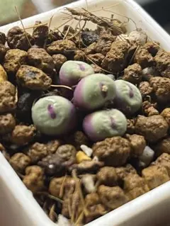 一期一会4639様 リクエスト 2点 まとめ商品