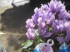 Ｘ＿ＢＲＥＡＫ様専用　シクラメン３点セット ドラゴン2種、フェアリーラブ