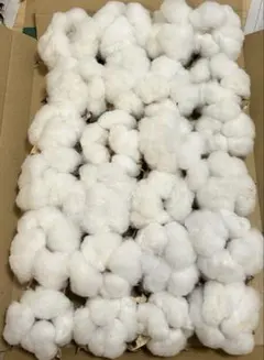ちょっと訳あり綿花 ヘッドのみ24個②