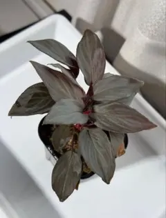 ホマロメナ リムノゲナ カミハタ便 Homalomena 熱帯植物 アロイド