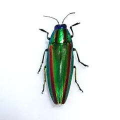 2026年最新】標本 昆虫 タマムシの人気アイテム - メルカリ