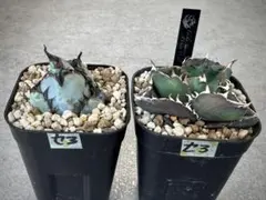 羅本製所 gray turtle Agave アガベ ozwrt - メルカリ