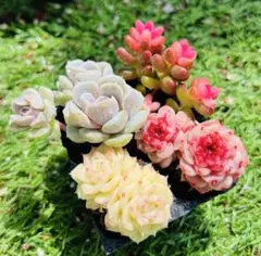 ayamama様 ご専用　速達　おまけ付き　值引100円　リクエスト 3点