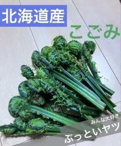 新鮮なこごみ　400g以上　　まるまる太った天然モノ山菜「30」
