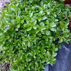 ペニーロイヤルミント　挿し穂　枝20本+補償分