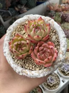 GW SALE❣️トスカーナ 3個セット❣️多肉 韓国苗 寄せ植え カット苗