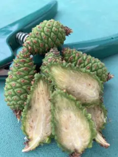期間限定特価！】富山県産 大きめサイズ！黒松赤松青ぼっくり1