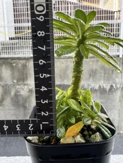 2025年最新】ドルステニア ギガスの人気アイテム - メルカリ