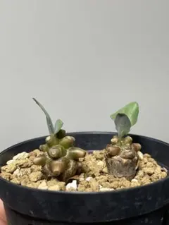 2025年最新】オトンナ アルミアナの人気アイテム - メルカリ