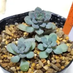 2025年最新】ロウルサンコ 多肉の人気アイテム - メルカリ