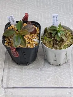 2026年最新】食虫植物 nの人気アイテム - メルカリ
