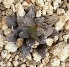 kazu様 リクエスト 3点 まとめ商品