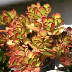 2026年最新】多肉植物天狗の舞の人気アイテム - メルカリ