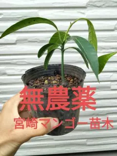 グルミチャマ 実生苗 5年生 - メルカリ