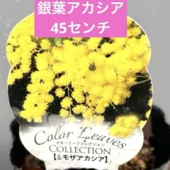 45センチ　銀葉アカシア　3号　現品発送