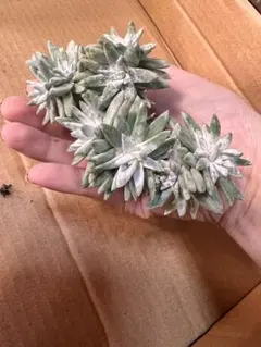 さみママさっちん様 リクエスト 2点 まとめ商品