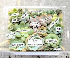 2026年最新】miya苗の人気アイテム - メルカリ