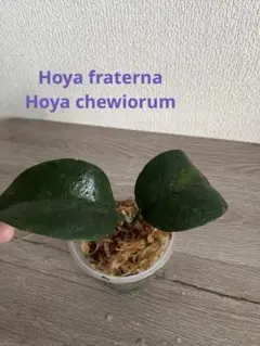 Hoya fraterna ホヤ フラテルナ Hoya chewiorum