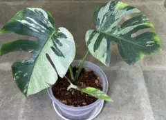 hinanami様 リクエスト 2点 まとめ商品