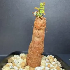オペルクリカリア パキプス パワータンク 根挿し 1 - メルカリ