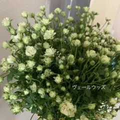 ヴェールウッズ　③ マイクロミニバラ　極小　四季咲　薔薇苗　バラ苗のサムネイル