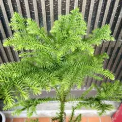 2026年最新】シマナンヨウスギの人気アイテム - メルカリ