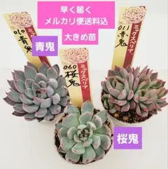3号鉢　桜鬼　札付きポットごとメルカリ便おらいさん苗ミックスベリア Amazon.co.jp: ミックスベリア 桜鬼 おらいさん苗 多肉植物 エケベリア