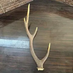 鹿の角 インテリア装飾 自然な形状約54cm