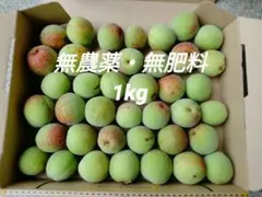 自然農法 無農薬無肥料 梅 1kg 大小不揃い 梅干し梅酒用 宮城県産 本日収穫のサムネイル