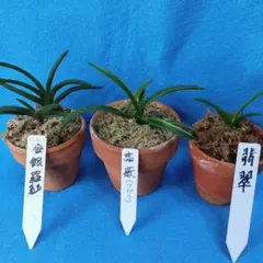 富貴蘭 3種セット 黄花① 、華泉 、西出都 - メルカリ