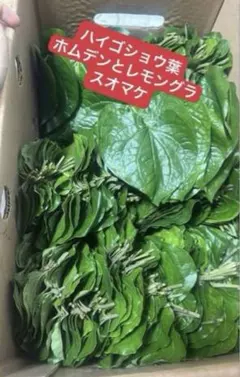 2026年最新】ハイゴショウの人気アイテム - メルカリ