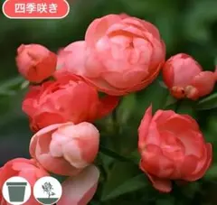 ゆこゆこ様 リクエスト 2点 まとめ商品