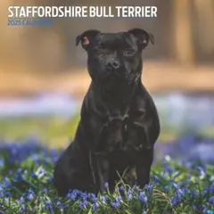 Item thumbnail for item 356734cd-a2c1-4c86-adc1-d321f0555a91