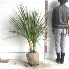 ドラセナ 株立ち コルジリネ ニオイシュロラン シンボルツリー ヤシの 