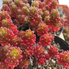 多肉植物　レッドベリー　セダム　小苗　寄せ植えサイズ