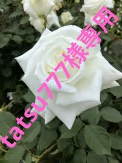 中古 GOTCHA ワッフルロンT XL ガッチャ