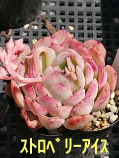 ☆多肉植物☆ストロベリーアイス・エケベリア☆