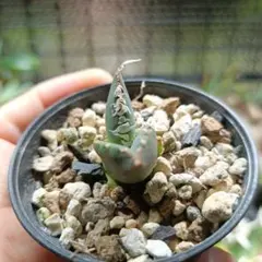 カキ子　OC株　アガベ　大白鯊　ホオジロザメ　強棘のサムネイル
