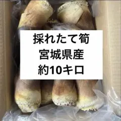 ハルウララ様専用
