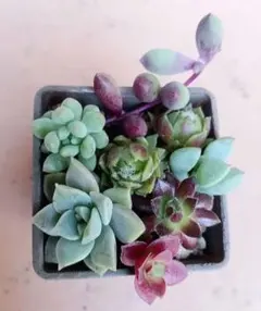 そのまま飾れる♧ミニ多肉寄せ植え♧2個セット - メルカリ