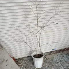 2026年最新】山採りの人気アイテム - メルカリ