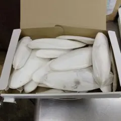 魚屋のカトルボーン　444gのサムネイル